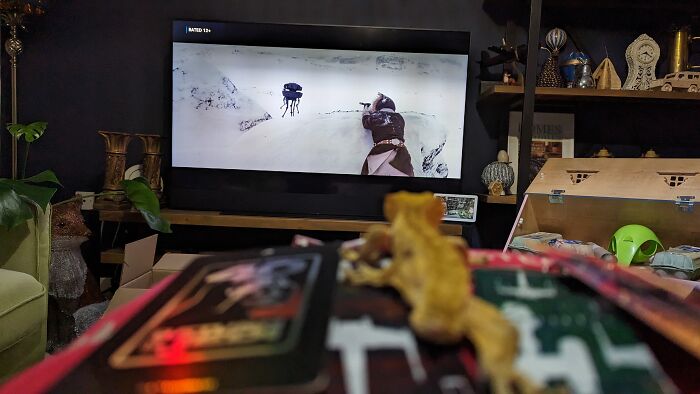 How I Came To Know Crested Geckos, And How Paul Changed My Life How I Came To Know Crested Geckos, And How Paul Changed My Life