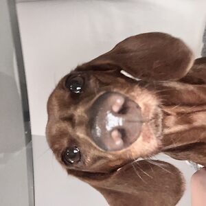 elisabethrose avatar