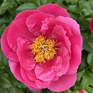 charlenecable_1 avatar