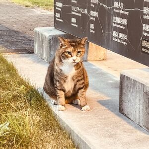 dushmantha491 avatar