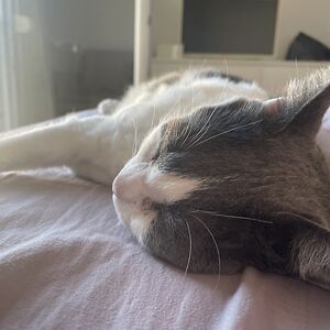 dariadeghenghi avatar