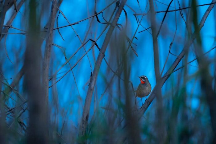 Small bird with a red throat perched on a branch surrounded by branches, showcasing Kaushik Wildlife bird photography.