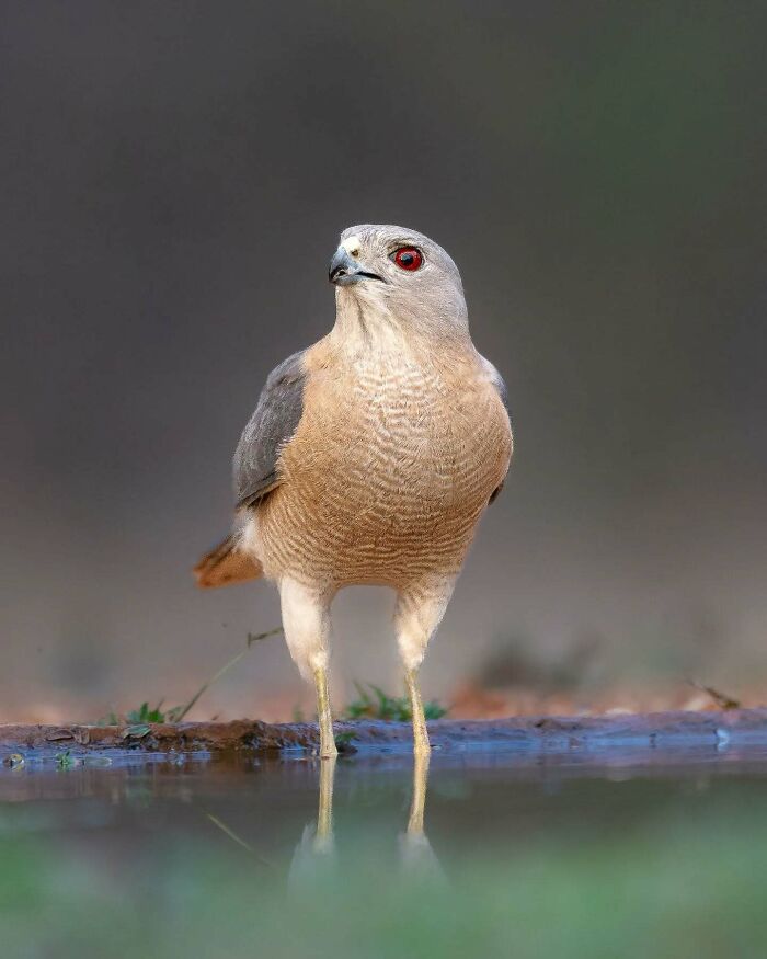 Bird standing near water with sharp focus, showcasing vivid detail in wildlife photography capturing birds in motion.