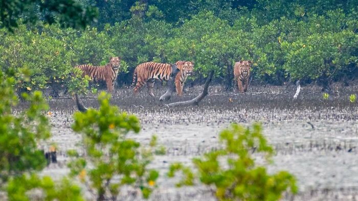 Tigers walking near dense green foliage in a wildlife setting showcasing Kaushik Wildlife natural environment.