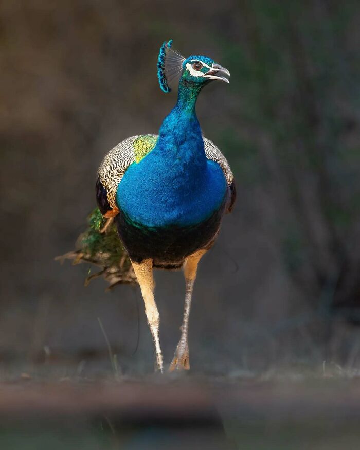 Peacock standing in natural habitat, showcasing vibrant blue and green feathers, captured by Kaushik Wildlife in vivid detail.
