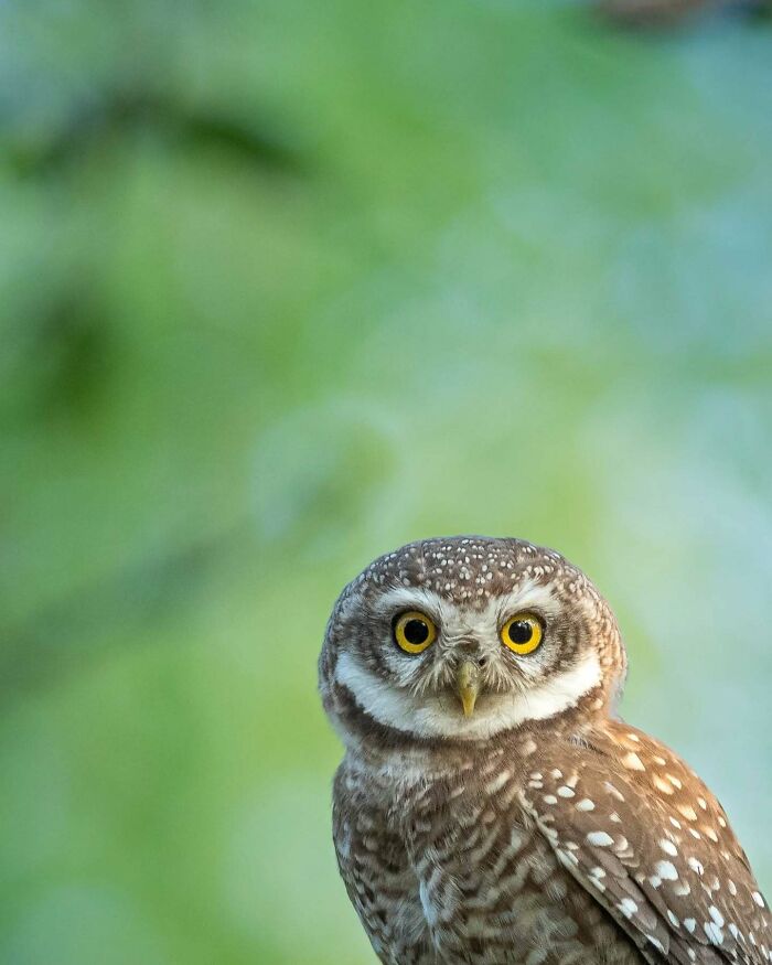 Close-up of an owl with bright yellow eyes showcasing vivid detail in Kaushik Wildlife bird photography.