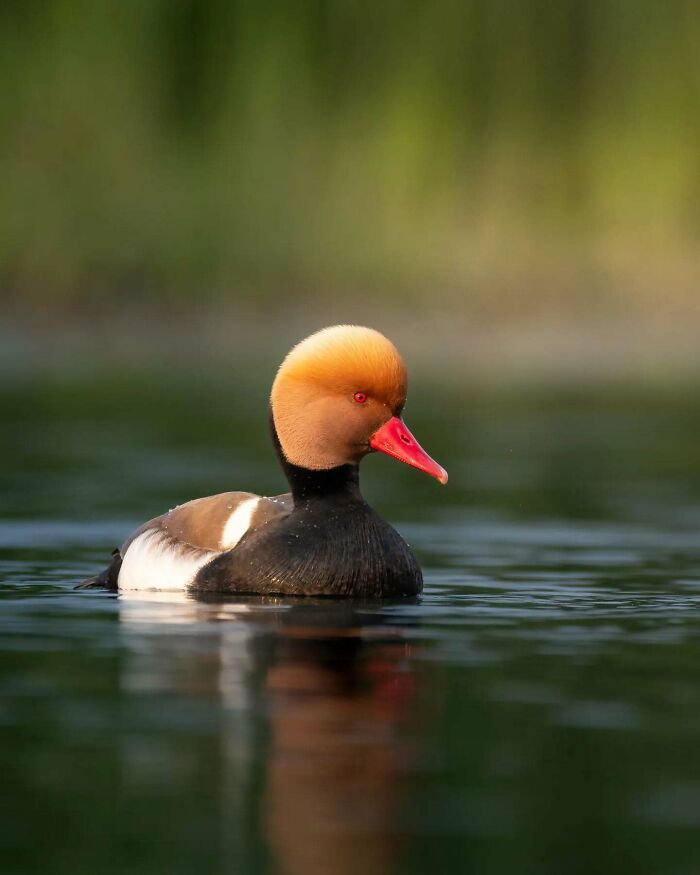 Duck with vivid red eyes and orange head floating on water, showcasing Kaushik Wildlife bird photography in nature.