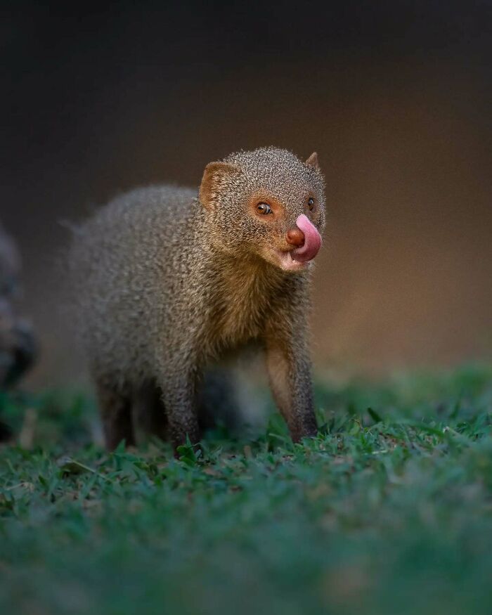 Small mongoose licking nose, standing on grass with blurred background, wildlife photography capturing vivid detail and motion.