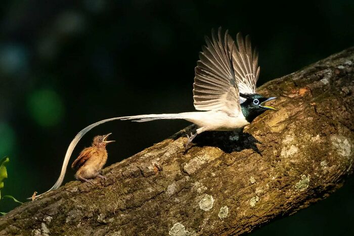 Bird in flight with open wings and a chick on a tree branch, showcasing Kaushik Wildlife bird photography detail.