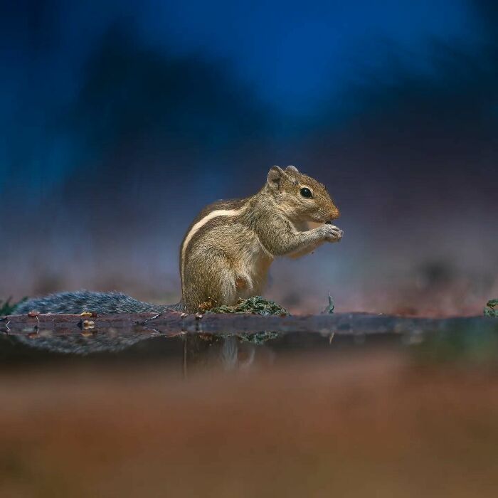 Chipmunk sitting on the ground with blurred background, showcasing Kaushik Wildlife's vivid detail in nature photography.