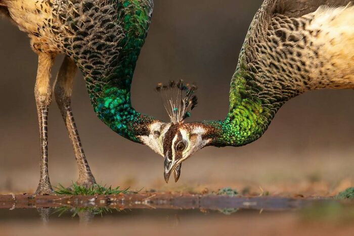 Two peacocks captured in vivid detail, showcasing wildlife birds in breathtaking motion near water.