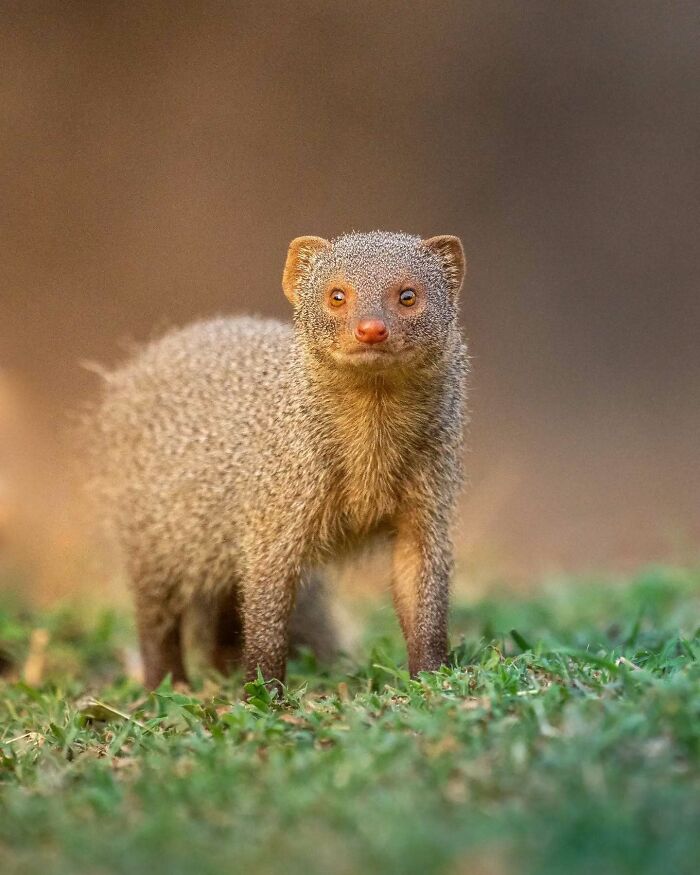 Small mongoose standing alert on grass with a blurred background, captured with vivid detail by Kaushik wildlife.