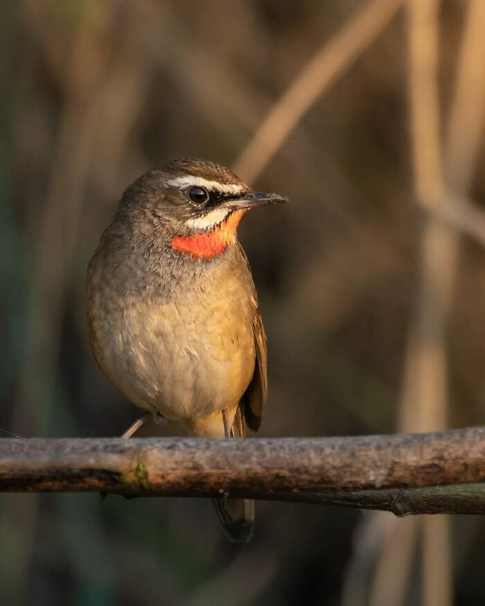 Small bird with striking red throat perched on a branch in nature, captured by Kaushik Wildlife with vivid detail.