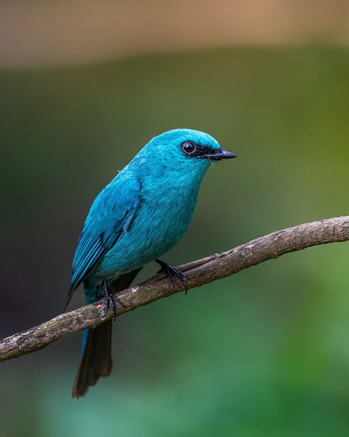 Vivid blue bird perched on a branch showcasing Kaushik Wildlife's skill in capturing birds in breathtaking motion and detail.