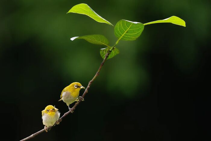 Small yellow birds perched on a leafy branch, showcasing Kaushik wildlife with vivid detail in natural surroundings.