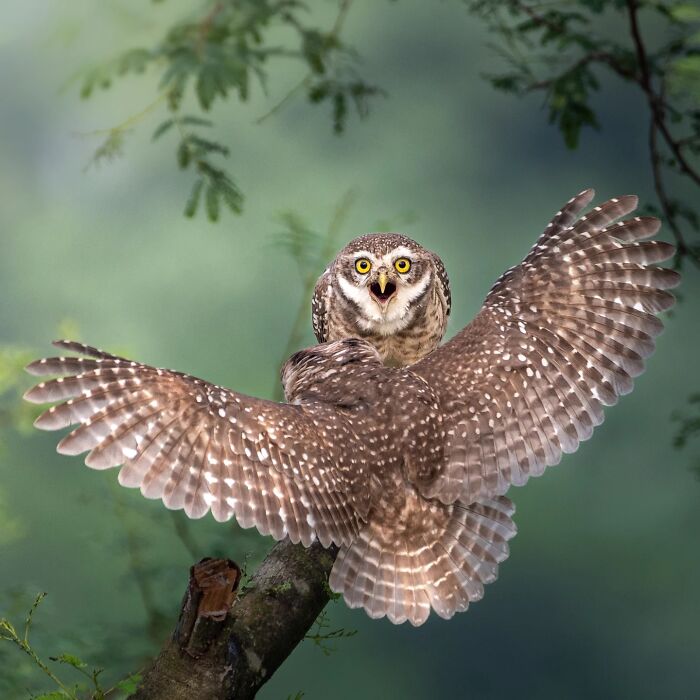 Owl captured in breathtaking motion and vivid detail, wings spread wide while perched on a tree branch in wildlife setting.
