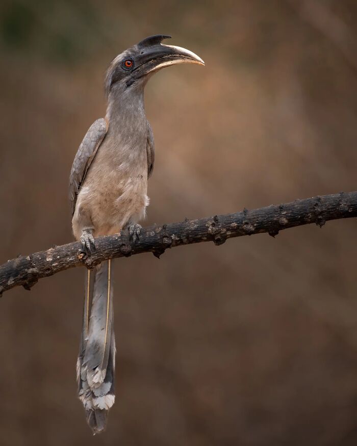 Hornbill perched on a branch in natural habitat, showcasing Kaushik Wildlife bird photography with vivid detail and sharp focus.