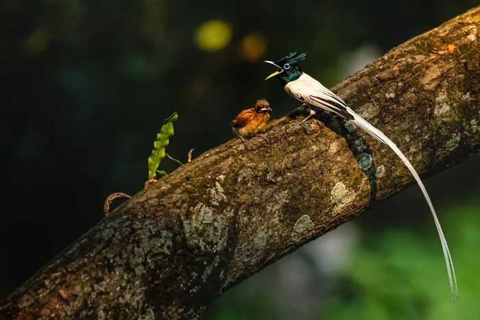 Colorful birds perched on a tree branch showcasing Kaushik wildlife with vivid detail and natural motion captured.