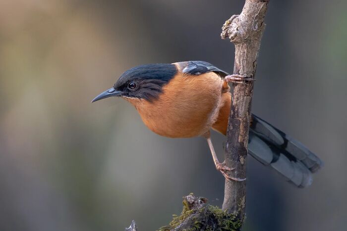 Close-up of a bird perched on a branch showcasing Kaushik Wildlife capturing birds in vivid detail and motion