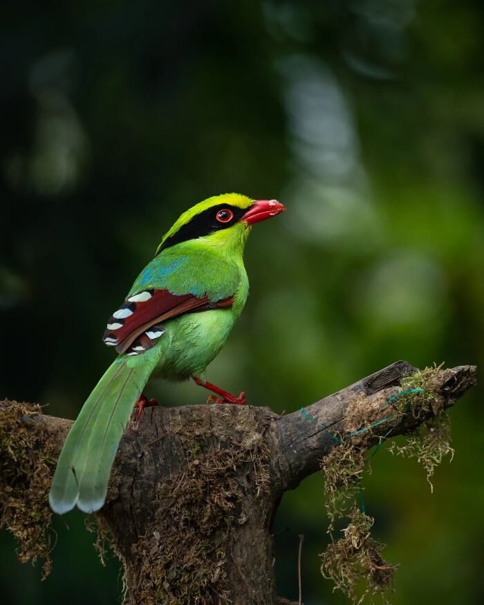 Green bird with vibrant plumage perched on a branch showcasing Kaushik wildlife bird photography in vivid detail