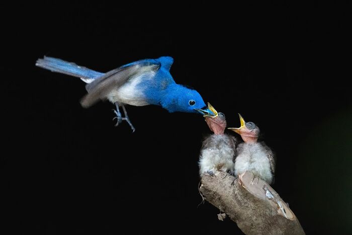 Blue bird feeding two chicks perched on a branch, showcasing Kaushik wildlife capturing birds in vivid detail and motion.