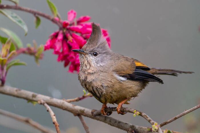 Small bird perched on a branch near vibrant pink flowers in Kaushik wildlife’s vivid bird photography.