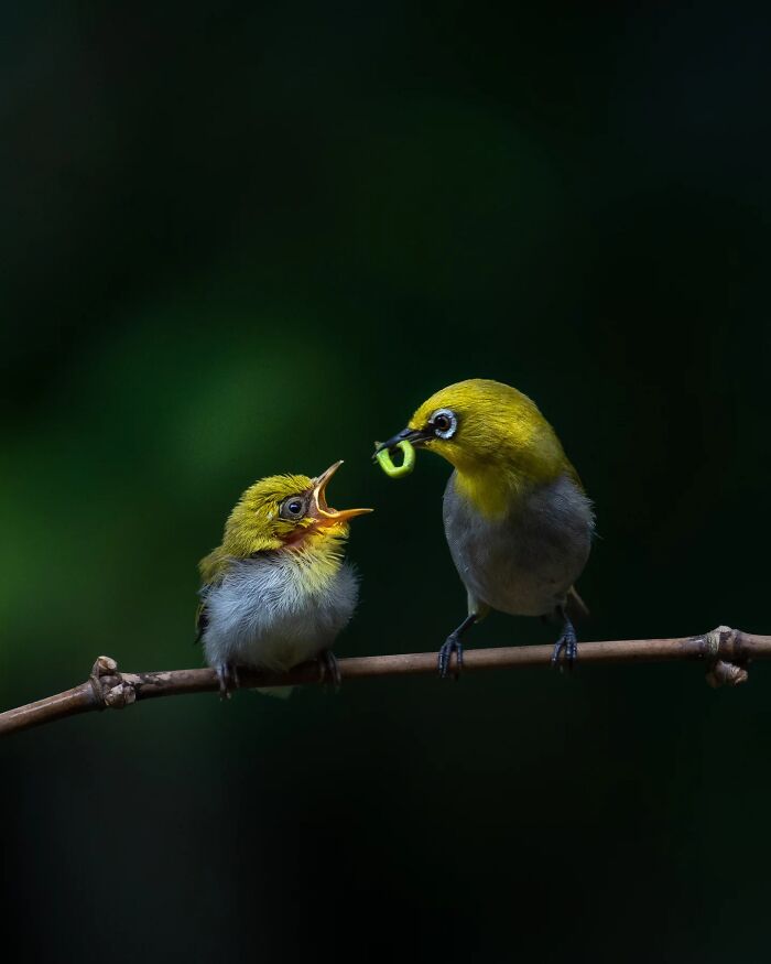 Two yellow birds on a branch, one feeding a green caterpillar, captured with Kaushik Wildlife vivid detail.