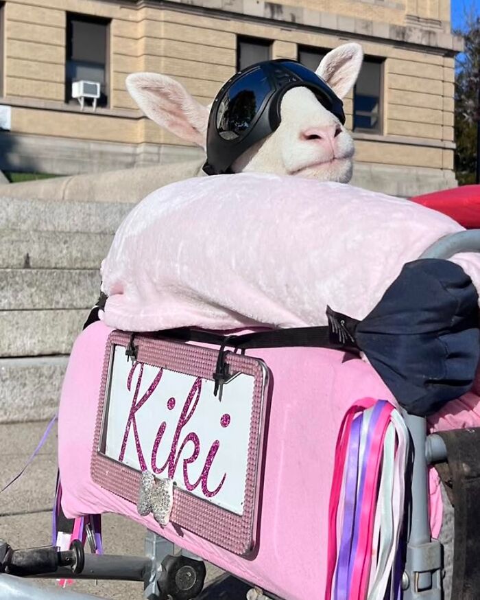 Disabled lamb wearing goggles resting on a custom pink mobility device with colorful ribbons outdoors on stone steps.