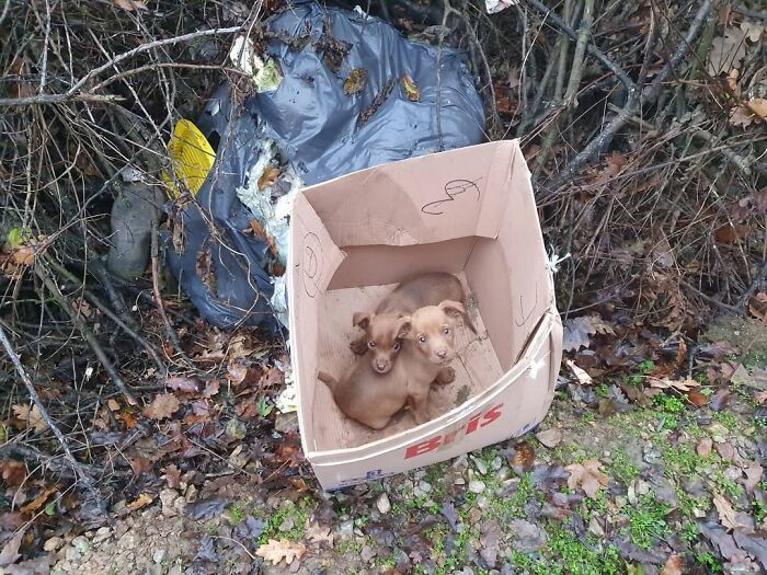 Two small abandoned puppies sitting inside a cardboard box near a forested area at an animal rescue shelter in Serbia.