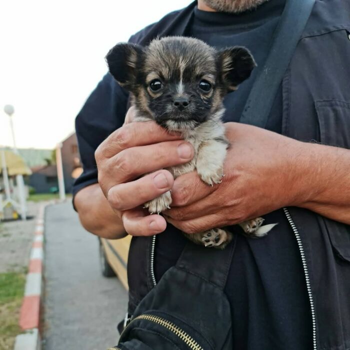 Small team caring for abandoned and rescued animals in Serbia’s largest animal shelter holding a tiny puppy. Small team caring for abandoned and rescued animals in Serbia’s largest animal shelter holding a tiny puppy.