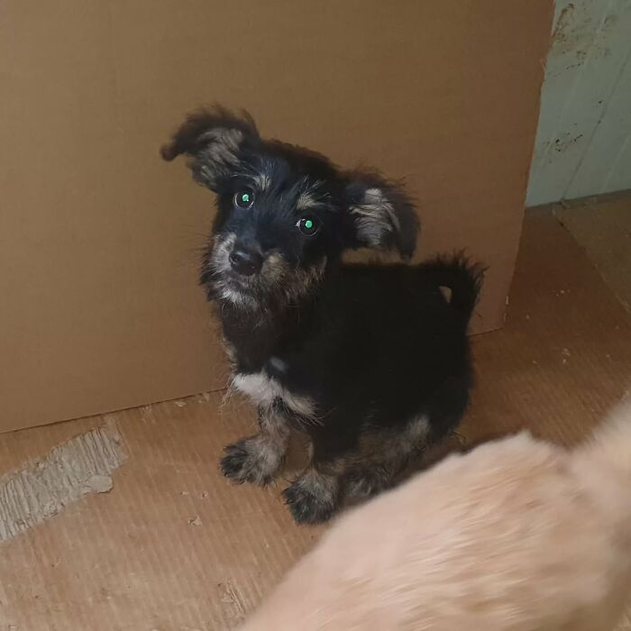Small rescued puppy with dark fur in Serbia&rsquo;s largest animal shelter cared for by a dedicated team of volunteers.
