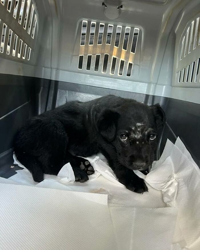 Black puppy inside a pet carrier, one of the abandoned and rescued animals cared for in Serbia&rsquo;s largest shelter.