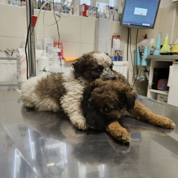 Two rescued puppies lying on a metal table in Serbia&rsquo;s largest animal shelter cared for by a small team.