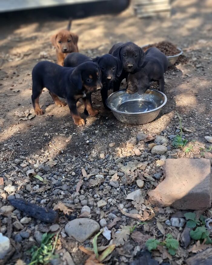 Several puppies drinking water in Serbia&rsquo;s largest shelter for abandoned and rescued animals.