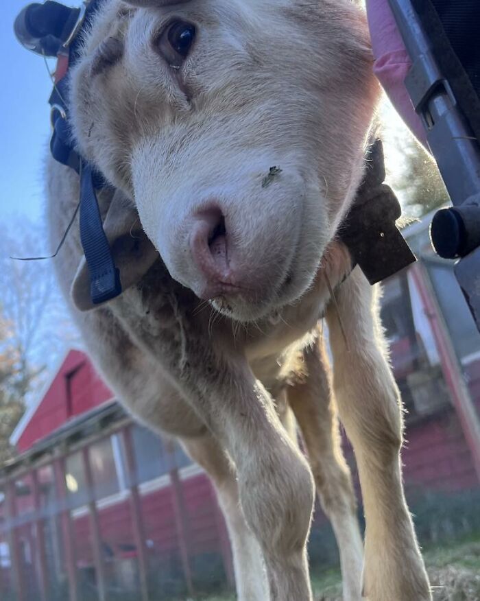 Close-up of a disabled lamb wearing a custom harness engineered to help her move independently at a sanctuary.