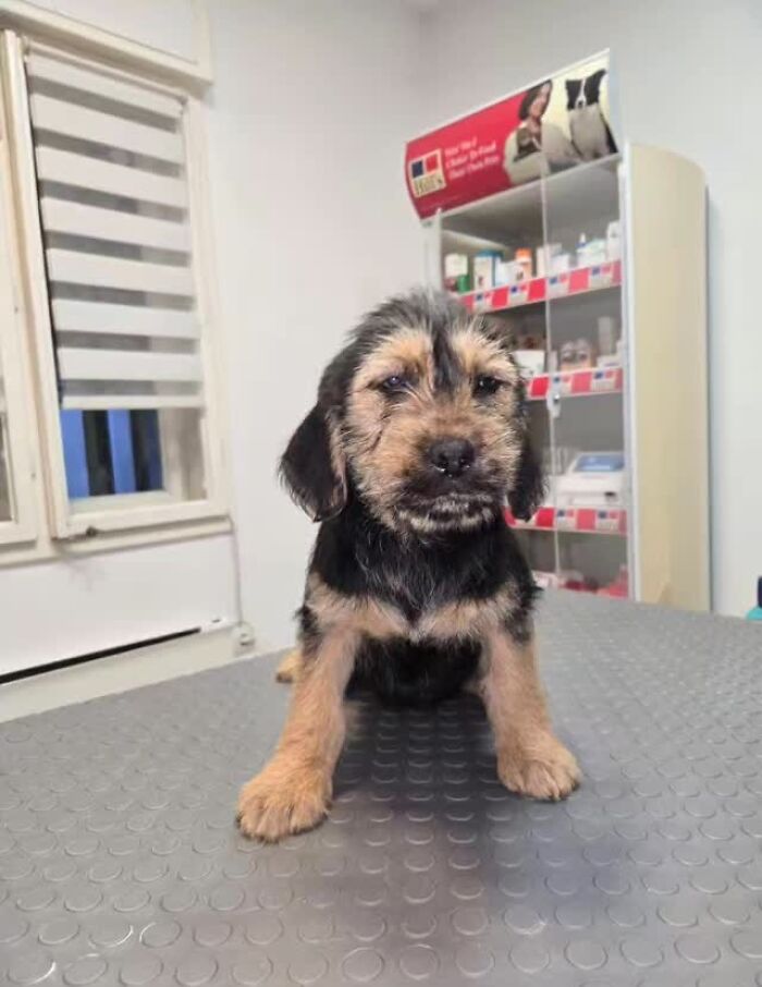 Small rescued puppy in a veterinary clinic at Serbia&rsquo;s largest shelter caring for abandoned animals.