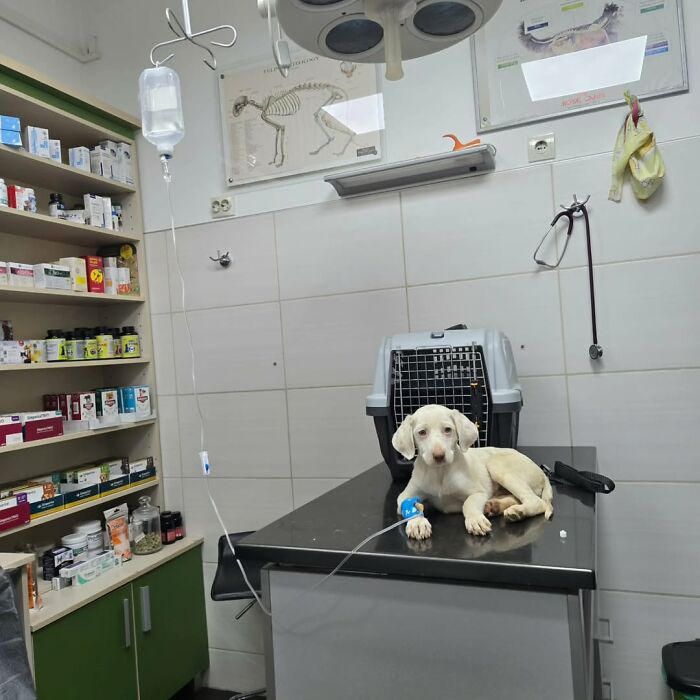 Sick dog receiving IV treatment in veterinary clinic caring for rescued animals in Serbia’s largest shelter. Sick dog receiving IV treatment in veterinary clinic caring for rescued animals in Serbia’s largest shelter.