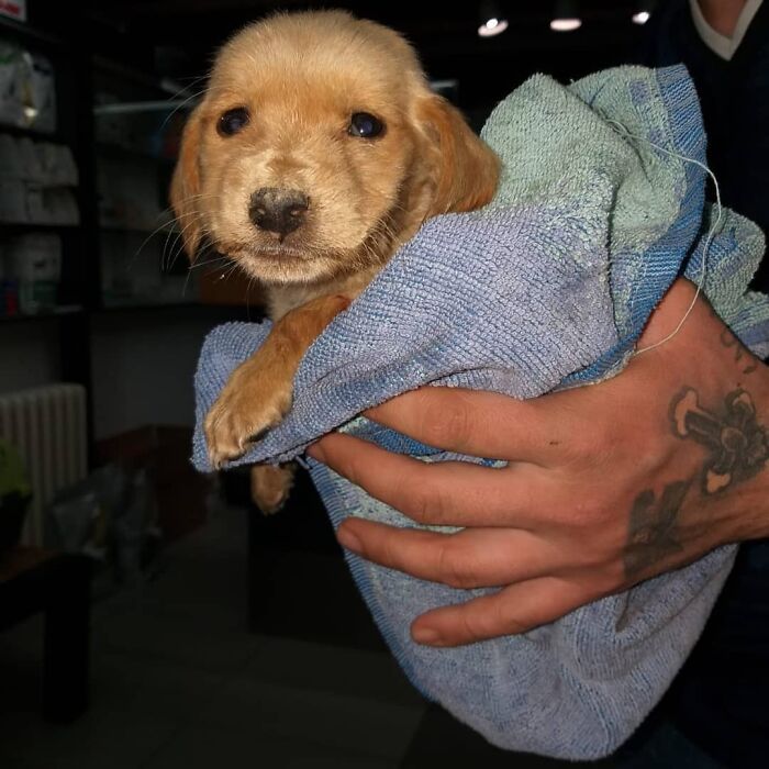 Small team caring for abandoned and rescued puppy wrapped in towel at Serbia&rsquo;s largest animal shelter