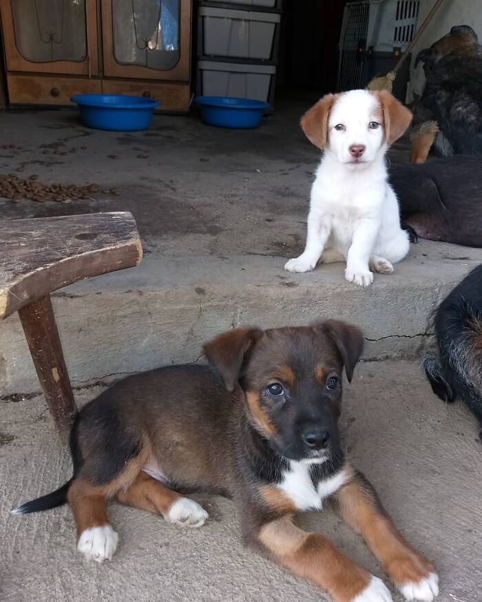 Two puppies resting in Serbia&rsquo;s largest shelter cared for by a small team rescuing abandoned animals.