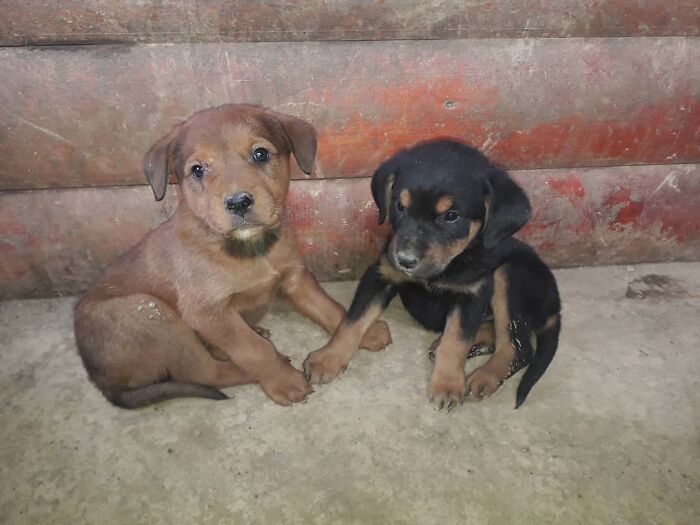 Two puppies sitting on a concrete floor inside Serbia’s largest shelter caring for abandoned and rescued animals. Two puppies sitting on a concrete floor inside Serbia’s largest shelter caring for abandoned and rescued animals.