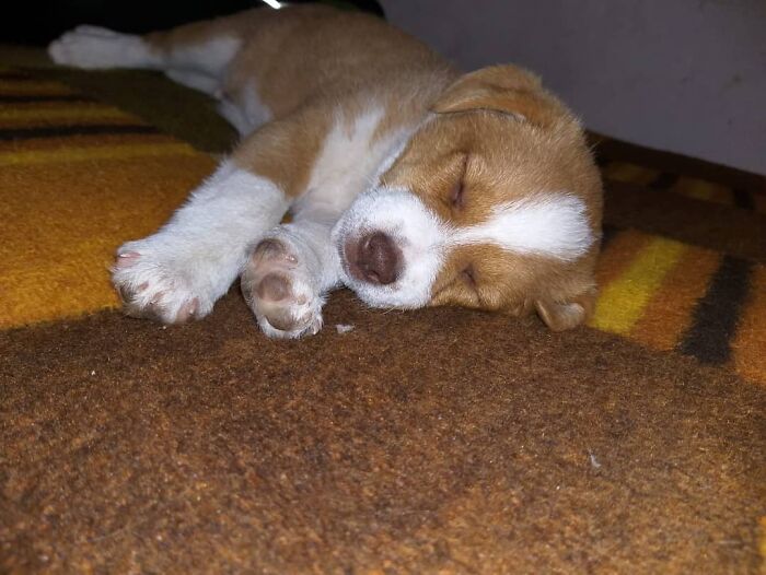 Sleeping brown and white puppy resting on a carpet in Serbia&rsquo;s largest shelter caring for abandoned and rescued animals.