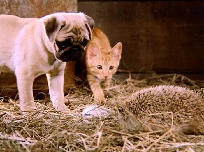 A curious pug and an orange kitten cautiously observing a hedgehog on straw, illustrating unexpected moments in videos.
