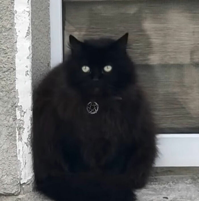 Black cat doodle with yellow eyes wearing a pentagram necklace, an example of viral cat pics turned into art by an artist.