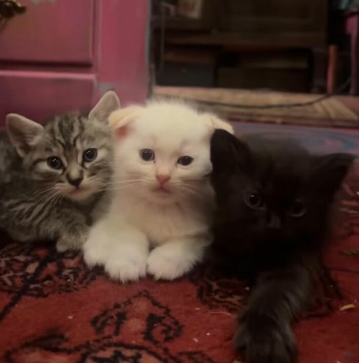 Minimalist doodles of three cats in different colors, showcasing artist's viral cat pics turned into spot-on drawings.