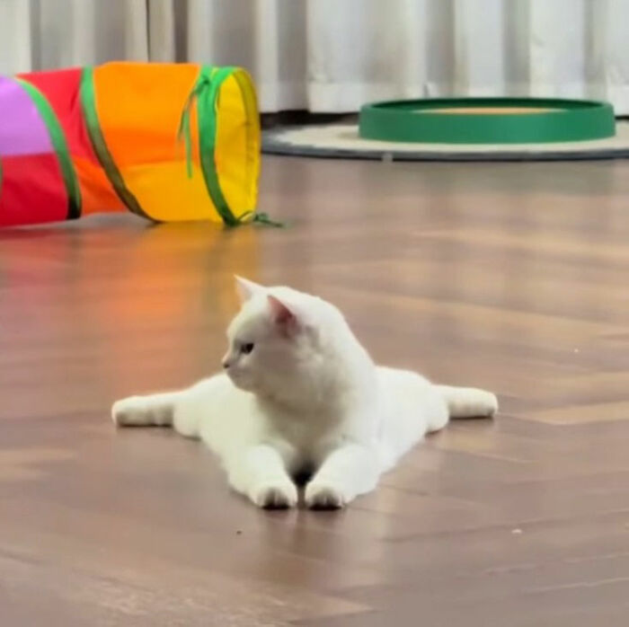 Minimalist doodle of a viral cat with outstretched arms, showcasing artist’s spot-on viral cat pics interpretation.