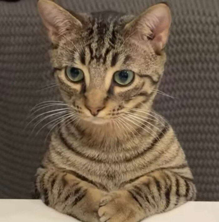 Minimalist doodle of a viral cat with simple lines and stripes by an artist known for cat illustrations.