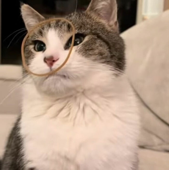 Minimalist doodle of a viral cat with a neutral expression, showcasing an artist’s spot-on interpretation of popular cat pics.