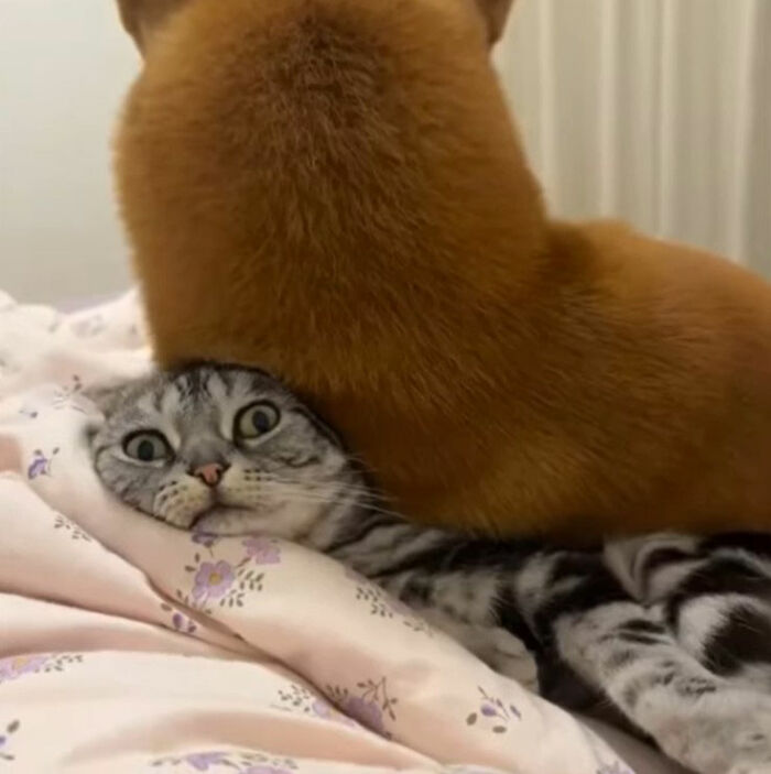 Minimalist doodle of two cats with one lying on top of the other, showcasing viral cat pics turned into art.