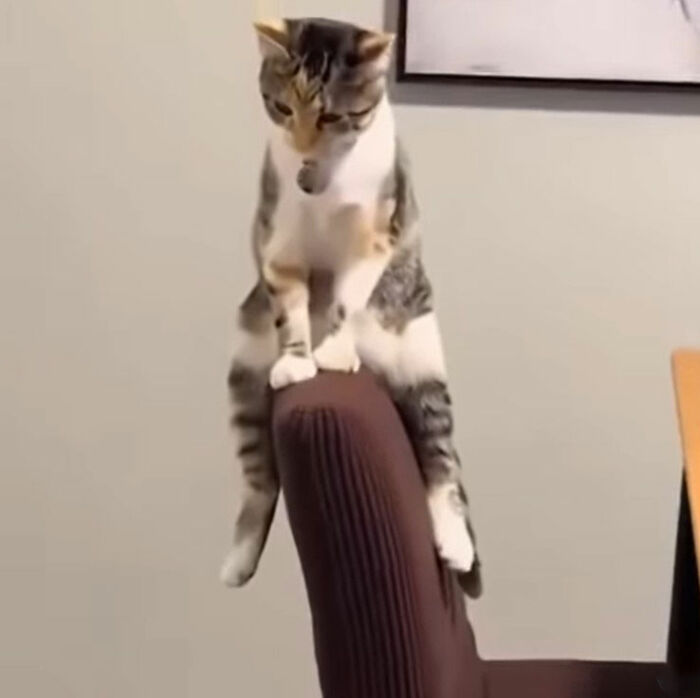Minimalist doodle of a cat balancing on the backrest of a chair, illustrating viral cat pics in a humorous style.