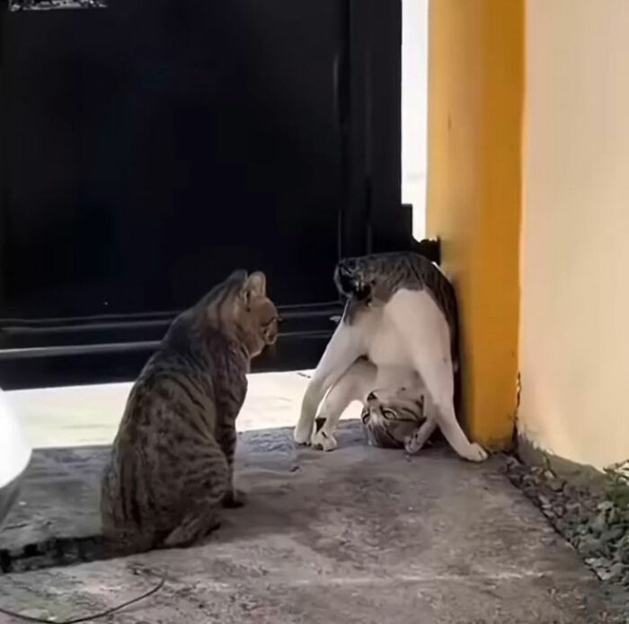 Minimalist doodle of two cats in simple black lines, part of viral cat pics turned into humorous cat drawings.